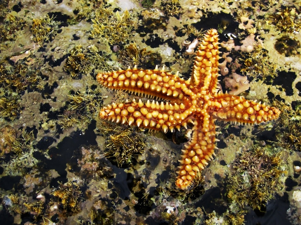 Estrella de mar