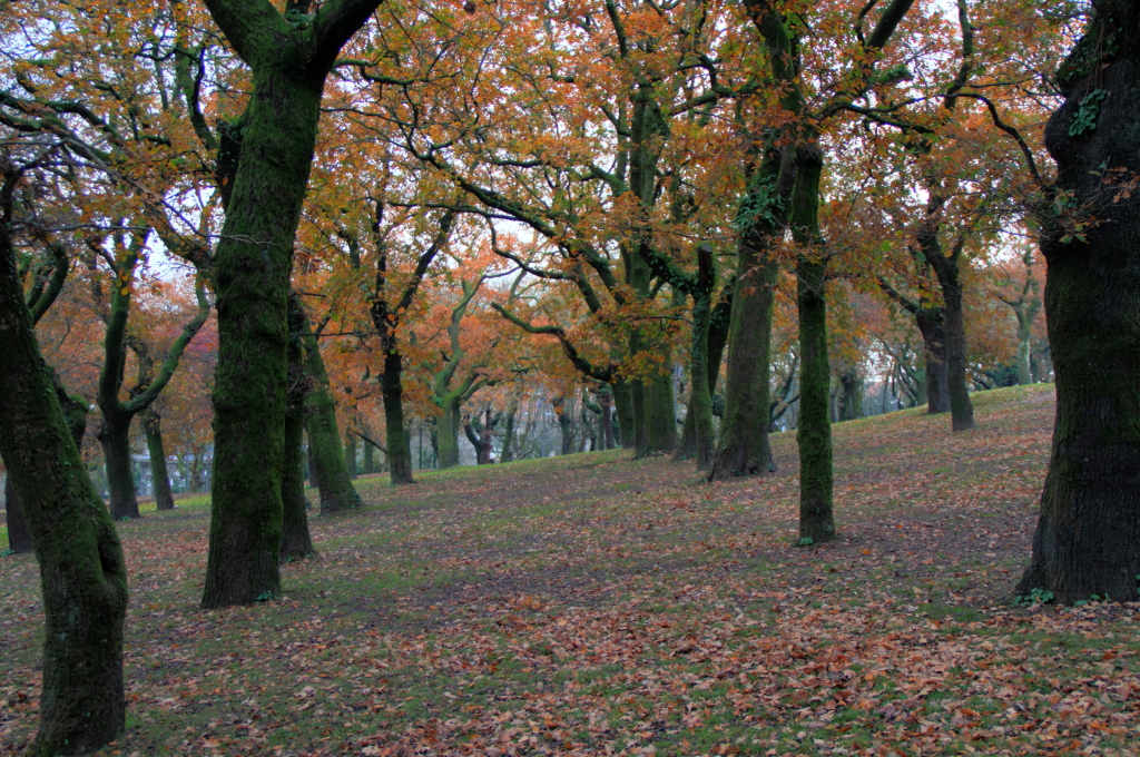 Santiago de Compostela · Peregrinatio (II)