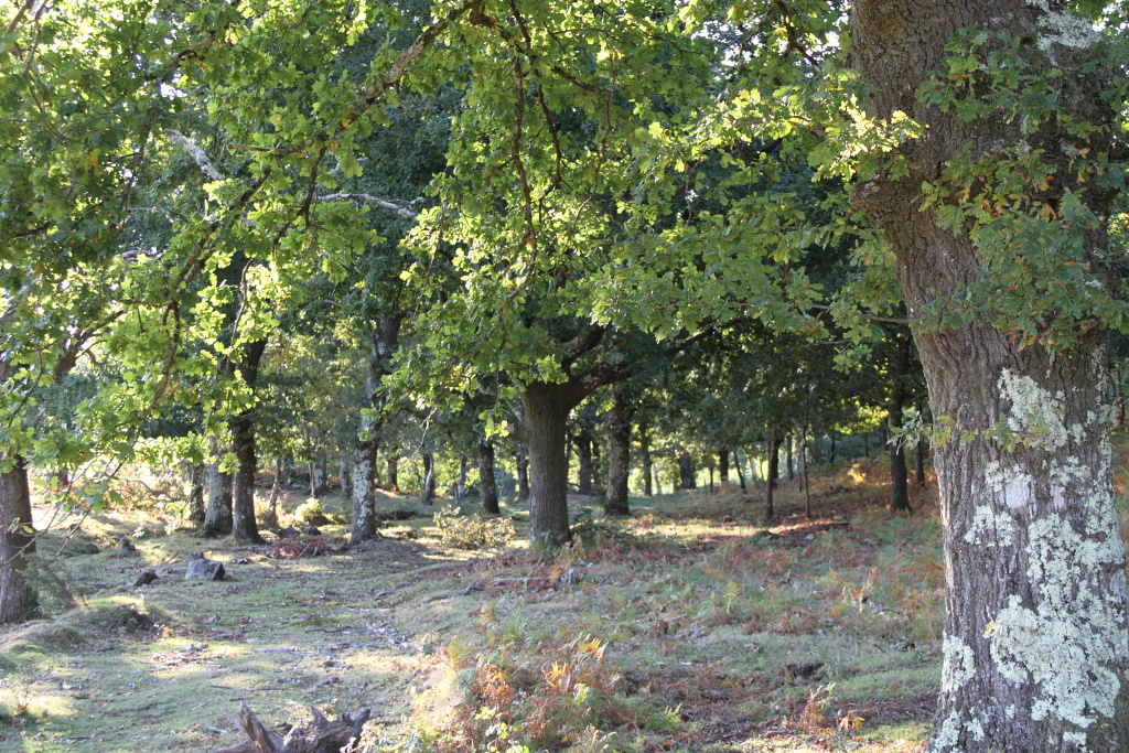 Carballedo – Cotobade – Fotos de otoño