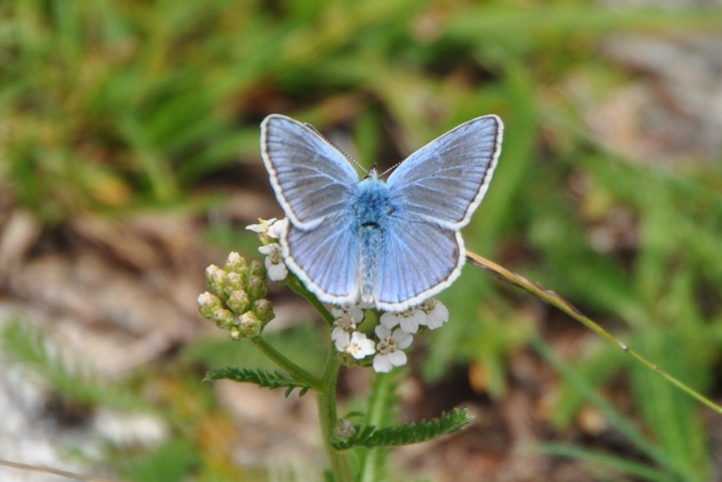 Mariposa azul en la Vall de Boi