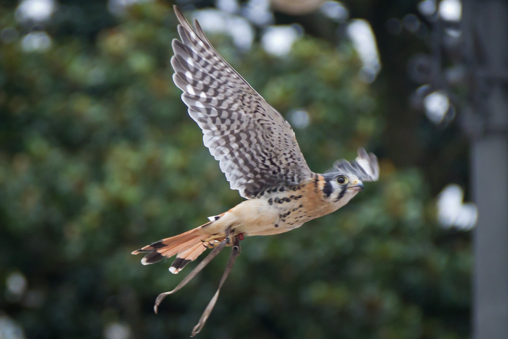 Cernícalo · Feria Franca Pontevedra 2011