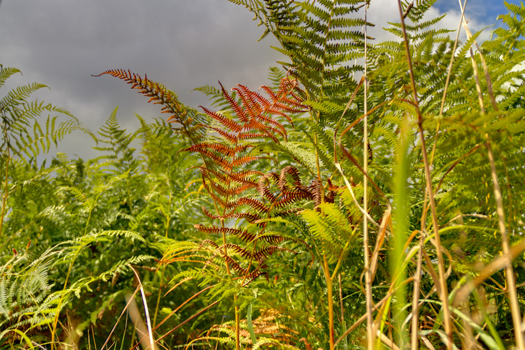 Colores de agosto · HDR