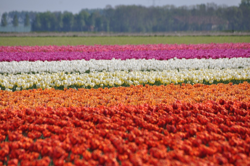 Colorido de tulipanes