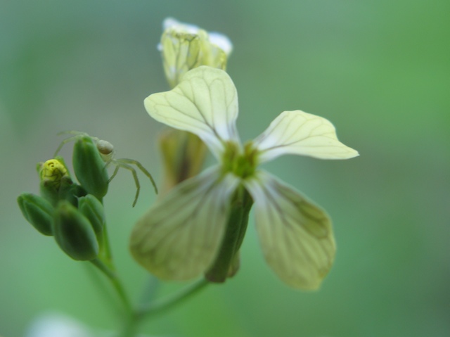 Araña a la conquista de una flor