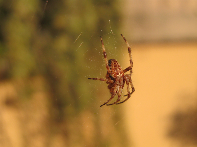 Araña en la terraza