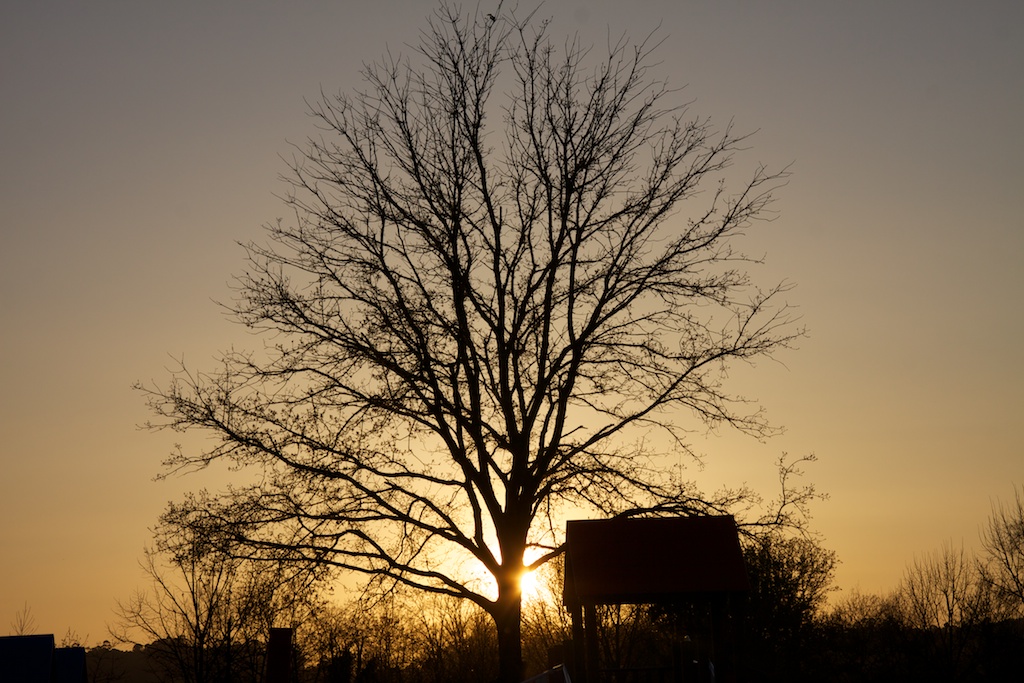 Arbol de invierno, ocaso de primavera