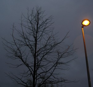 arbol-invierno-01 arbol-invierno-01