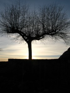 arbol-invierno arbol-invierno