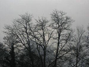 arboles de invierno (angoares)