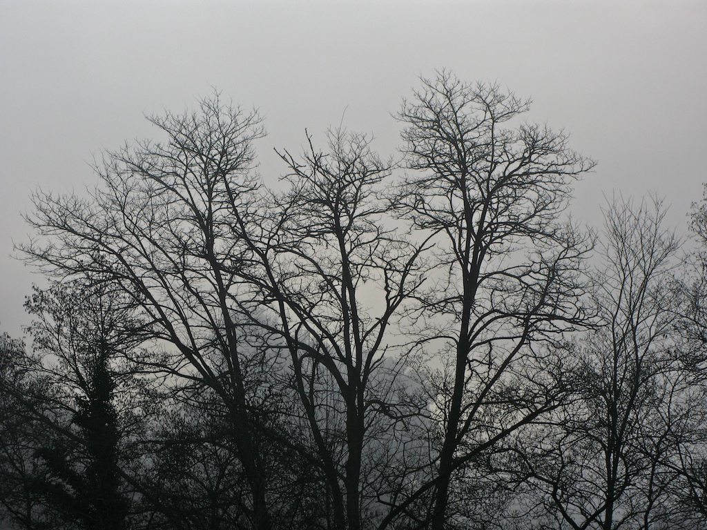 Árboles de invierno (Angoares)