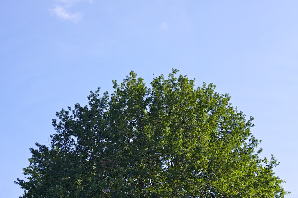 Arbores Senlleiras de Galicia