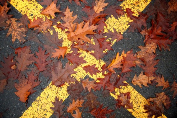bandera del otoño 1