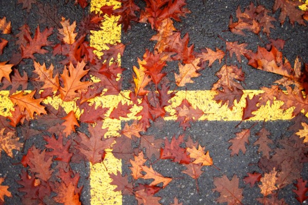 bandera del otoño 3