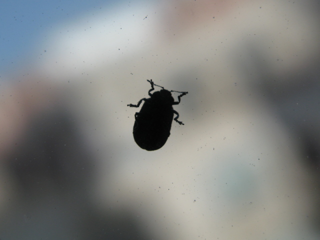 Bicho en la ventana