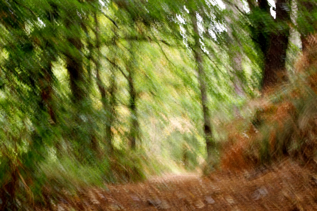 bosque angoares bosque angoares