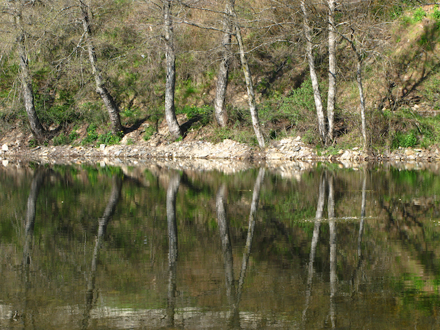 Bosque en el agua