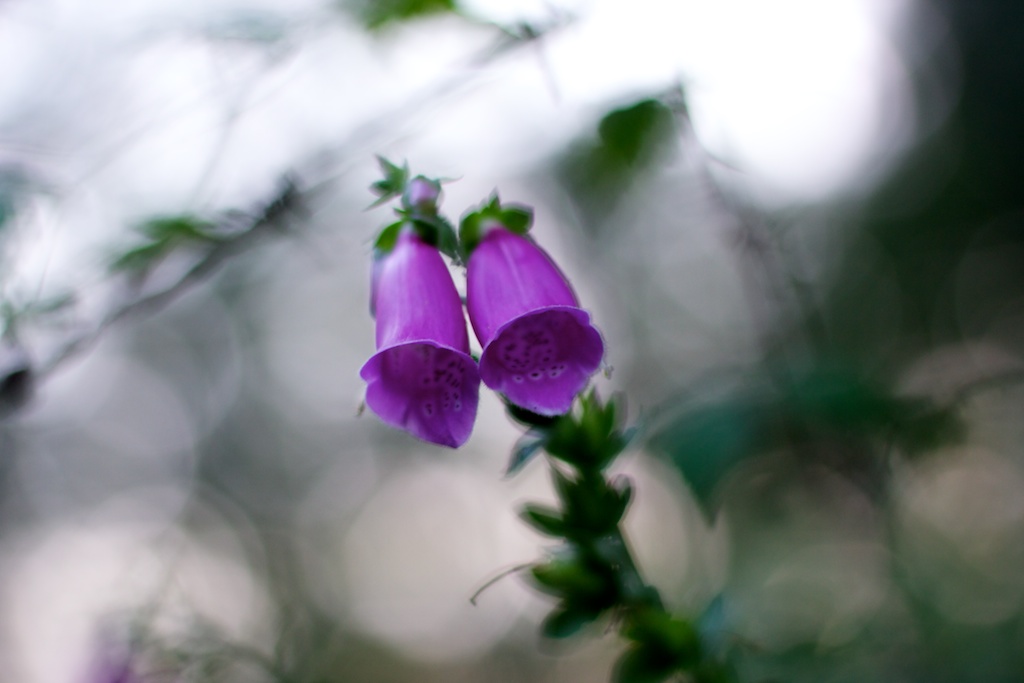 Campanillas violeta silvestres
