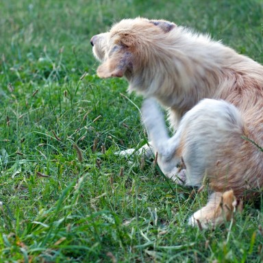 can de palleiro pulgoso