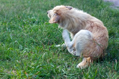 can de palleiro pulgoso