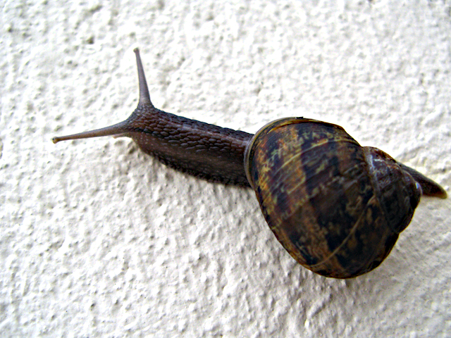 Caracol col col