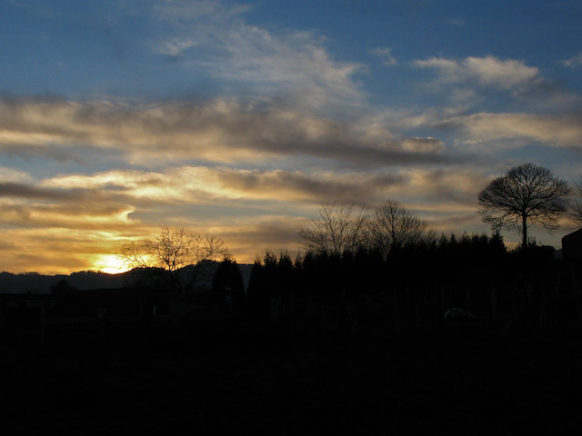 carballo de invierno carballo de invierno