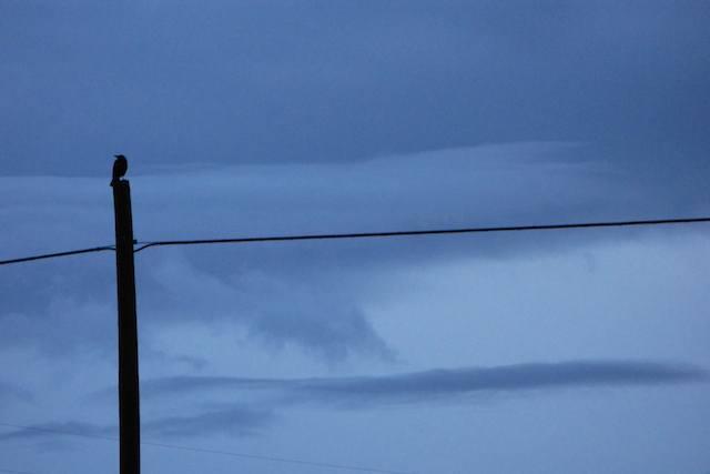 Cuervo al amanecer Cuervo al amanecer