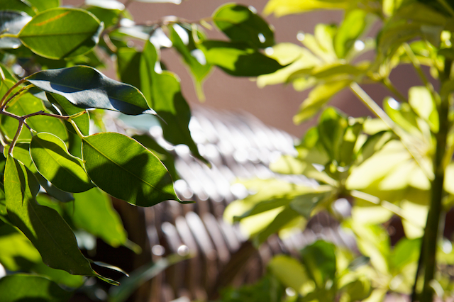 cuidar el jardin cuidar el jardin