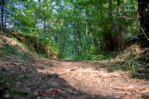 el camino del bosque HDR