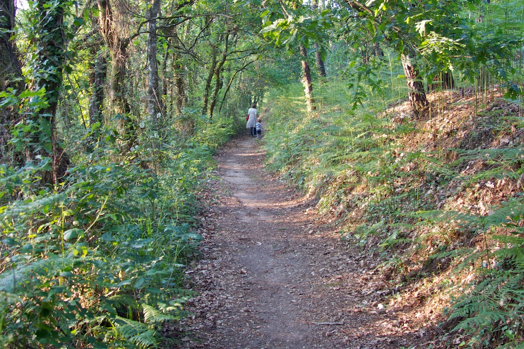 Por el camino del bosque