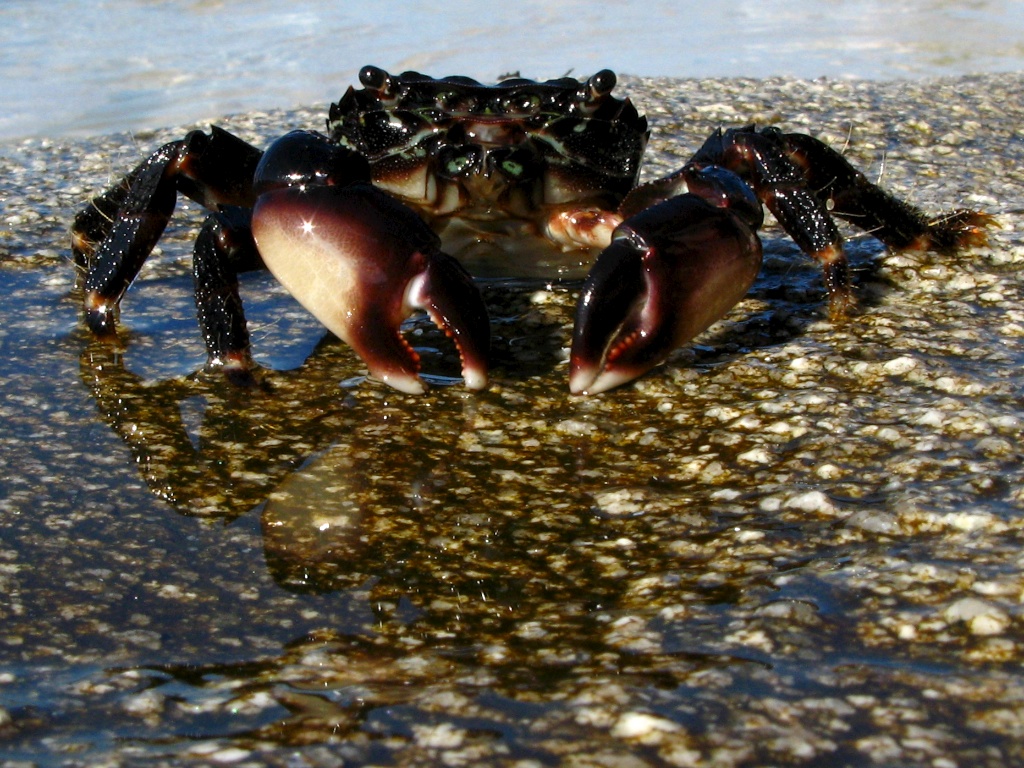 El cangrejo feliz