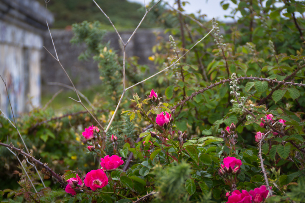 Entre el tojal y la rosa, su majestad escoja…