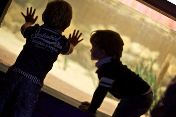 En el acuario de O Grove