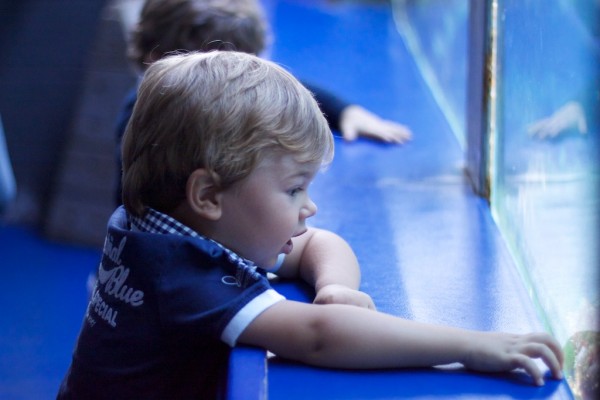 En el acuario de O Grove