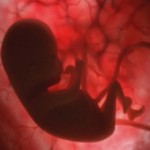 En el vientre materno galería de fotos