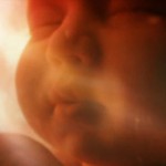 En el vientre materno en streaming