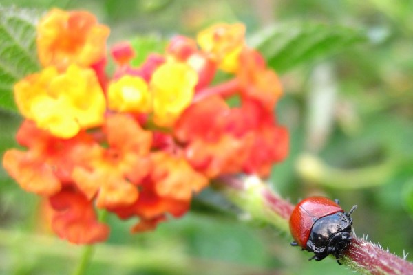 escarabajo rojo