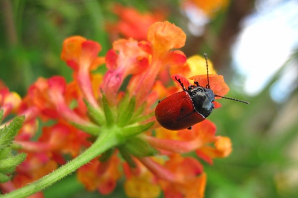 escarabajo rojo