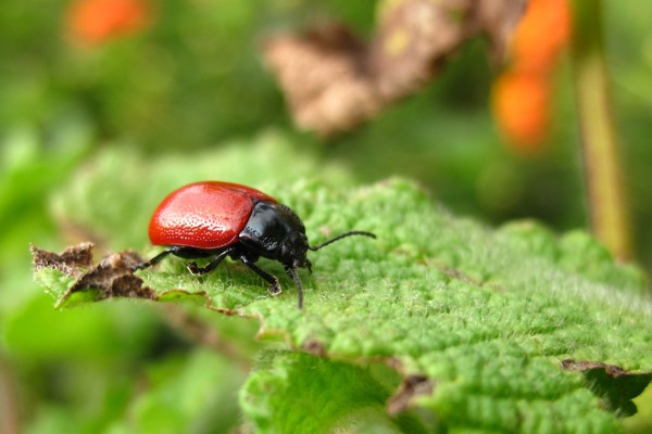 escarabajo rojo
