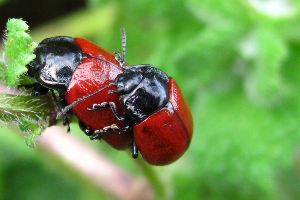 escarabajos rojos