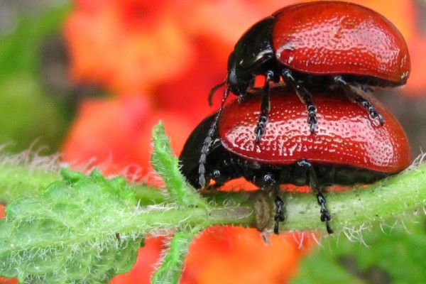 escarabajos rojos