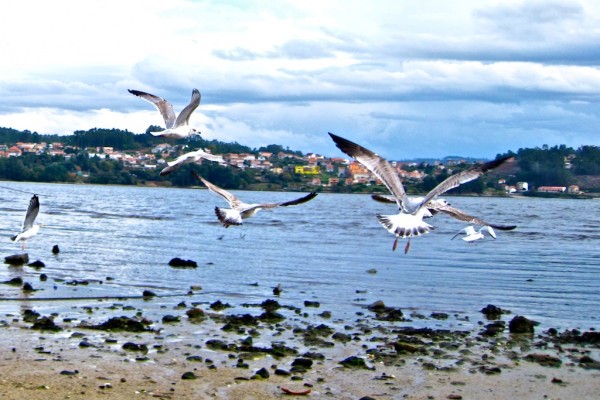 espantagaviotas 2