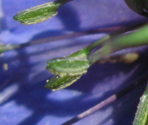 flor-hydra-azul-detalle flor hydra azul detalle