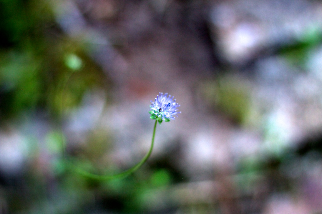 Flor violeta silvestre