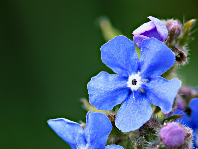 Flores azules silvestres