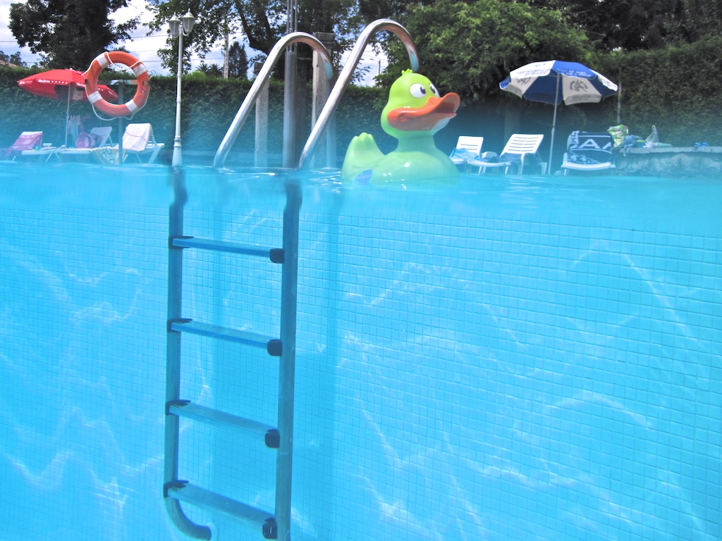 Vista de pato desde la piscina