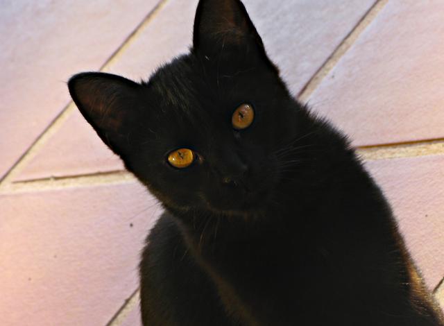 Gato negro
