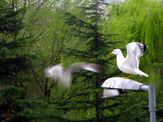 Gaviota contra gaviota