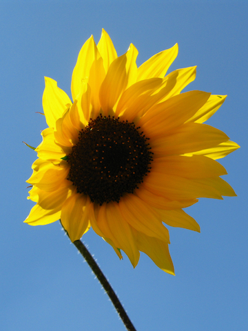 Solitario árbol de invierno