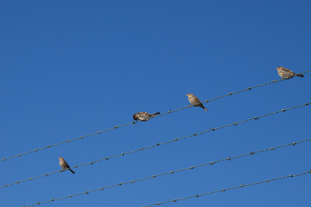 Gorriones del aeropuerto