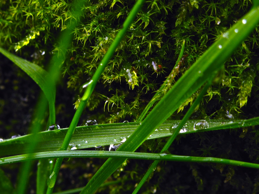 Gotas, hierba y musgo